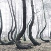 ポーランドにある謎の森（科学者が原因を特定できない