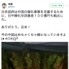 【日本とは違う国】中国の緑化事業とは、枯れ木を緑色のペンキで着色すること